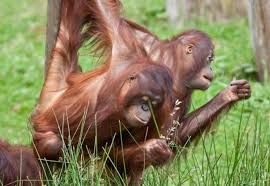 orangutans